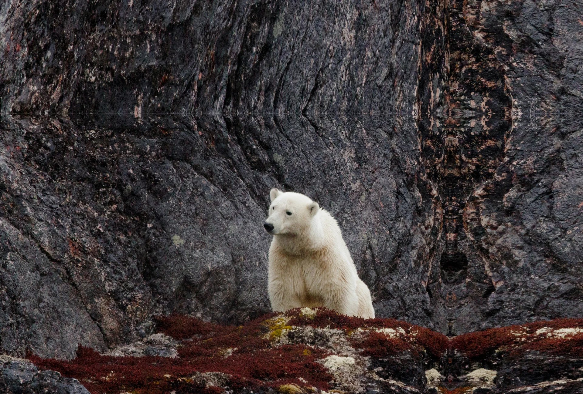 Чукотка и остров Колючин: Земля  белых медведей