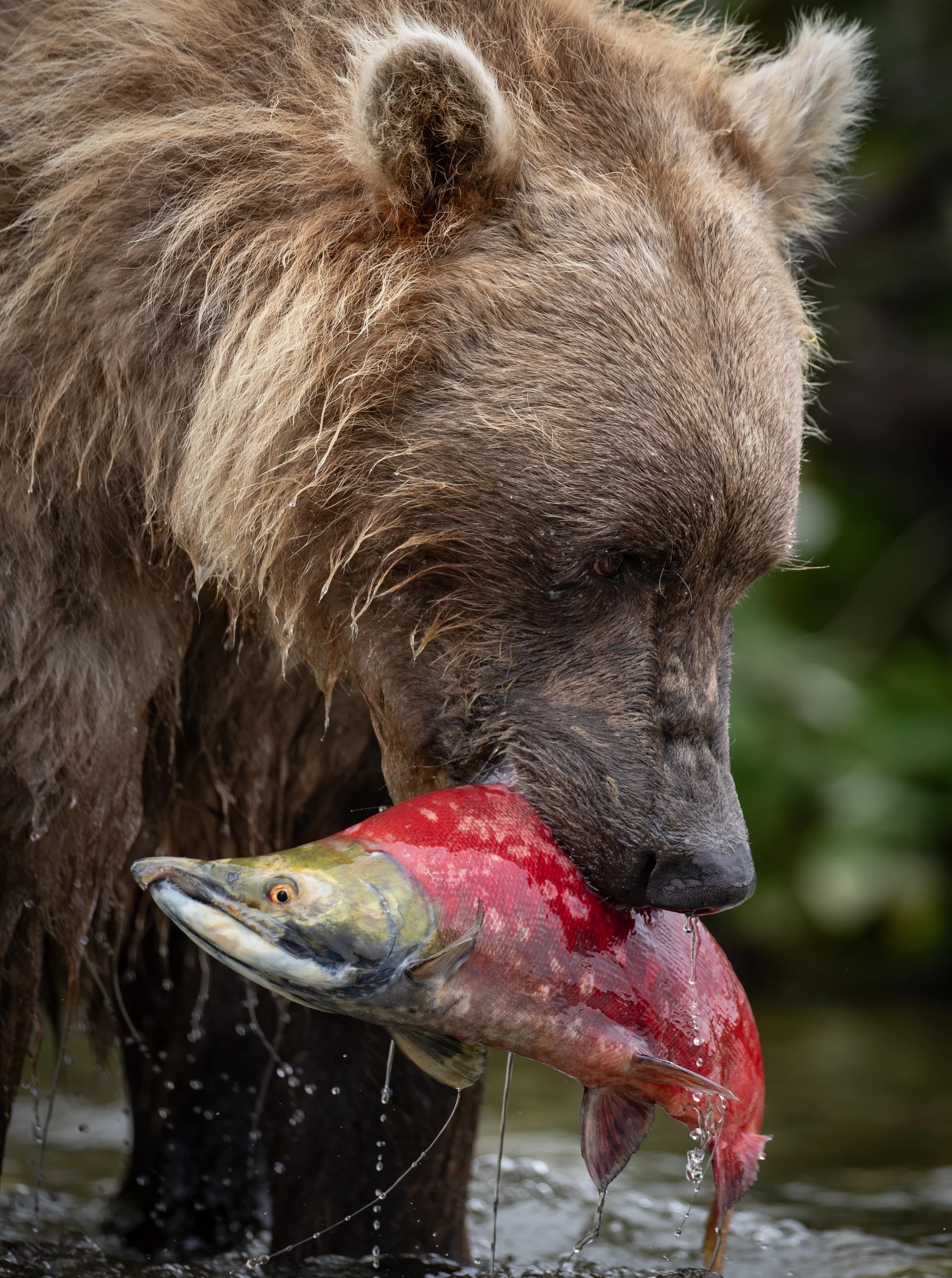 Камчатка и  Командорские острова
